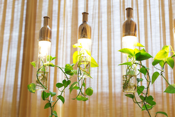 beautiful lights with plants hanging in room