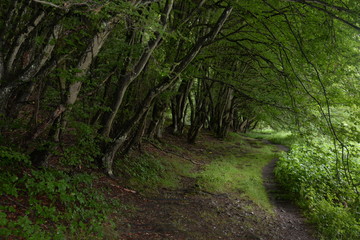 Waldweg