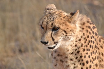 Cheetah in Ann Van Dyk Cheetah Center
