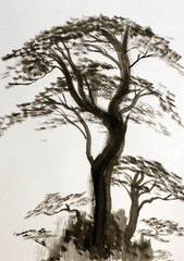 Fototapeta premium powerful pine