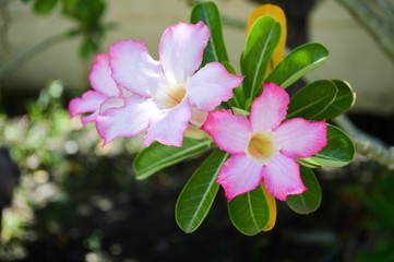 Obraz na płótnie Canvas pink Adenium obesum flower in garden