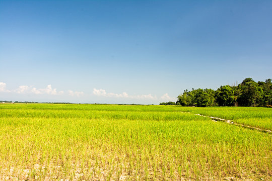 Countryside