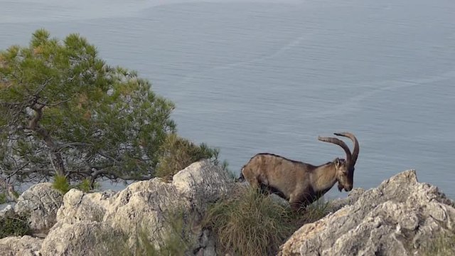   Iberian ibex Mr. summits getting up and showing its dominion       
