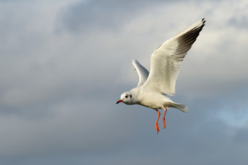 Black-headed Gull, Chroicocephalus ridibundus