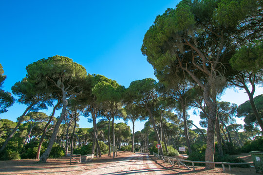 pinares