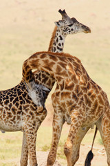 Giraffenkampf