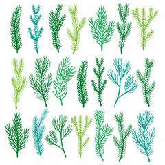 Set of coniferous branches. Collection isolated on white background