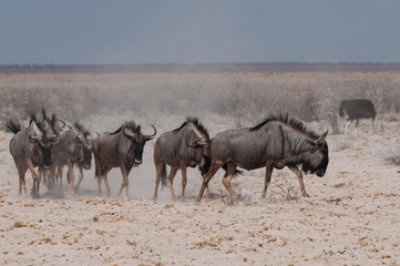 Fototapeta na wymiar Gnu Herde auf dem Weg zum Wasserloch; Etosha; Namibia