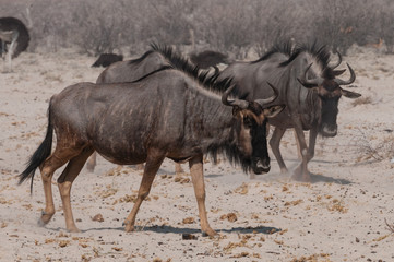 Gnu Herde auf dem Weg zum Wasserloch; Etosha; Namibia