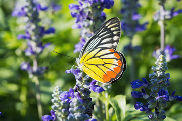 Monarch Butterfly on   Lavender