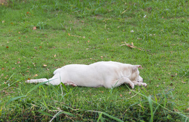 Naklejka na ściany i meble Cute white dog on the grass in the park