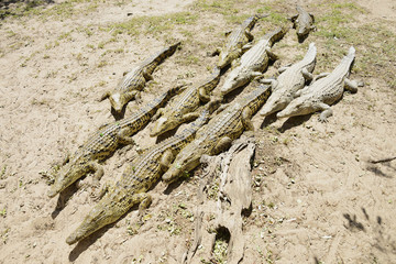 Crocodiles, Hluhluwe, South Africa