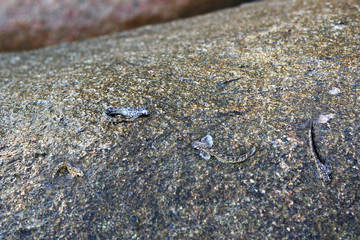 Anabas testudineus on granite boulders