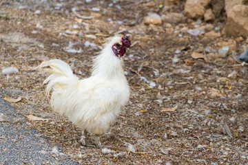 White chicken on the floor