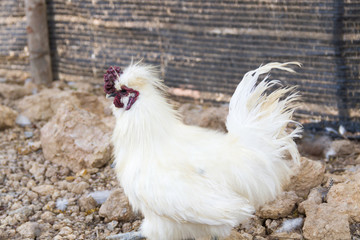 White chicken on the floor