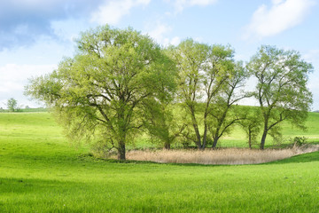Obraz premium Baumgruppe in der Uckermark