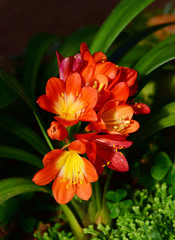 Close-up a group of beautiful orange flowers on dark and vignette backdrop for background. (Kaffir Lily, Red Clivia miniata flowers)