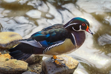 Duck on the Stone