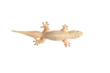 house gecko on white background