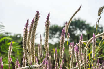 Fototapeta premium beautiful violet flower in garden