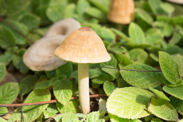 mushroom in green leaf,blurred background