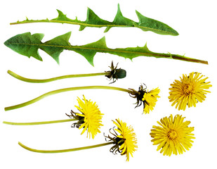 Yellow dandelion flowers and leaves
