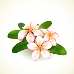 Frangipani Flowers Isolated on White.