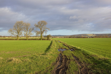 Fototapeta na wymiar farm track with ash trees