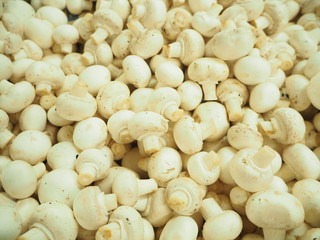 Fresh White Mushroom, Texture Background