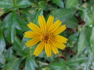 Close-up of yellow flower blooming outdoors