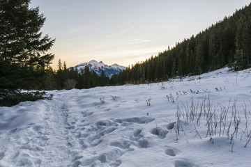 Obraz premium Trail through the snow-covered clearing