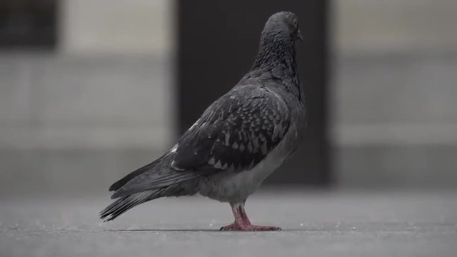A close up of New York City pigeons with pedestrians walking in the background.