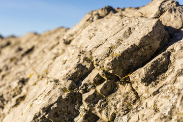 Wasp between the rocks