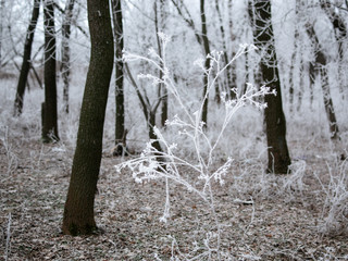 Fototapeta premium Frosted plant closeup