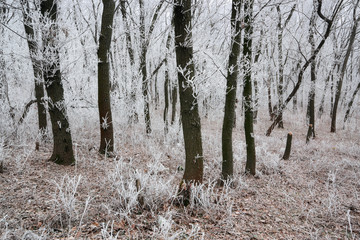 Morning frosted forest II