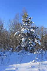 Молодая сосёнка зимой