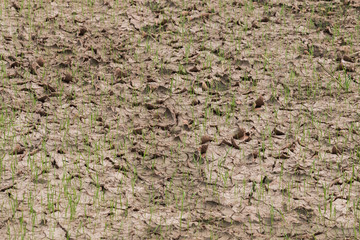 Seedlings in dried field
