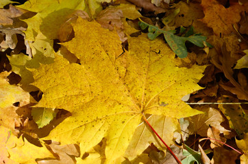 Background of autumn yellow leaves