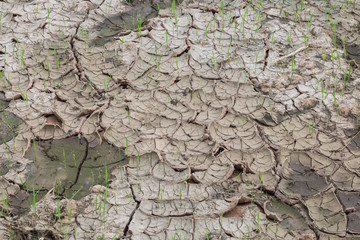 Seedlings in dried field