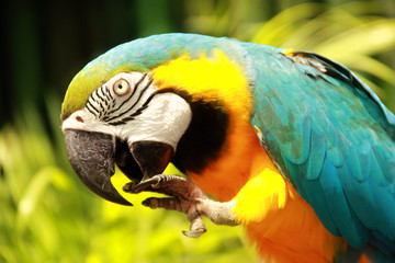 Blue-and-yellow macaw closeup