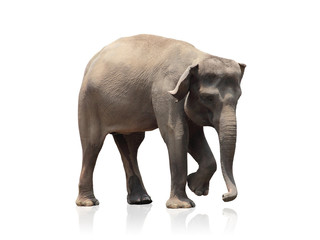 Fototapeta na wymiar Baby elephant isolated