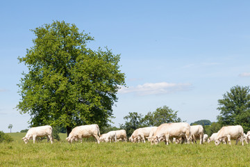 Herd of grazing Charolais beef cattle in spring with young calves and cows grazing in a lush green pasture