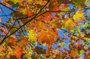 Fall colors and detail of Maple leaves brought out by the sunlight.  