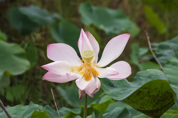 beautiful lotus