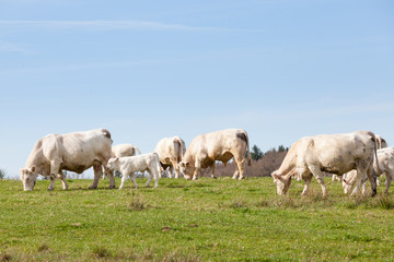Naklejka na ściany i meble Herd of white Charolais beef cows, calves and bull grazing on the skyline in a lush green spring pasture