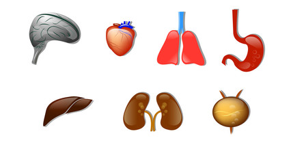 human organs. icons