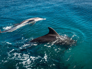 Floating dolphins