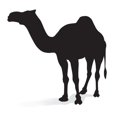 camel silhouette 