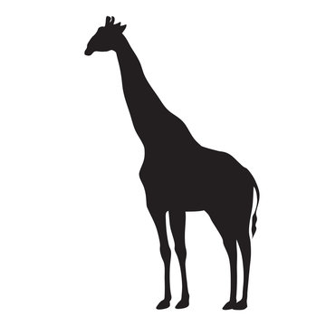silhouette of a giraffe 