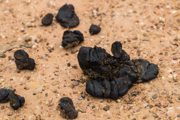 the dung at countryside